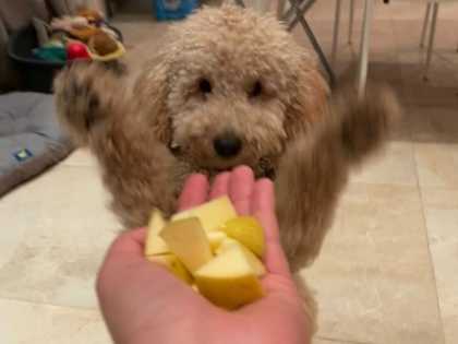 Vet Says: Try This If Your Dog Needs His Glands Expressed