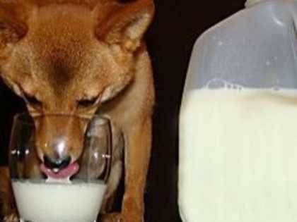 If Your Dog Eats Dry Food, Do This Every Day