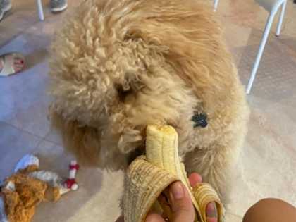 If Your Dog Eats Dry Food, Do This Every Day