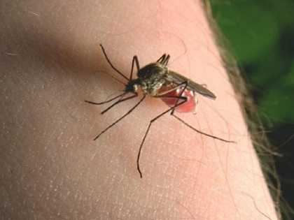 New Anti-mosquito Devices Works Like a Charm 