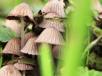 Top Psychedelic Stock to Own As the 'Shroom Boom' Gets Underway