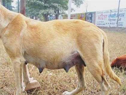 Dog Gives Birth to Puppies, When The Vet Sees Them Says "Those Aren't Puppies"