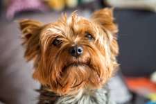 25 Most Beautiful Dog Breeds in the World