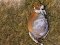 Dog Gives Birth — but The Vet’s Reaction Leaves Everyone Speechless