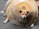 Dog Gives Birth to Puppies, When The Vet Sees Them Says "Those Aren't Puppies"