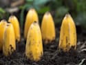 Plant Bananas in Your Garden and Look What Happens a Week Later!