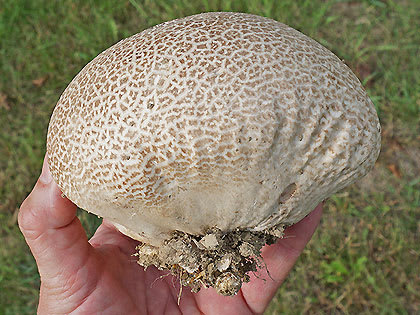 How Are These Mushrooms Turning Regular People into Geniuses?